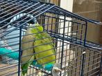 Forpus koppel, Dieren en Toebehoren, Vogels | Parkieten en Papegaaien, Geringd