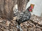 Sebright haantjes, Dieren en Toebehoren, Pluimvee