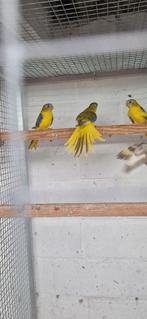 dilute opaline cinnamon en opaline cinnamon turquoisine 2025, Dieren en Toebehoren, Meerdere dieren, Parkiet, Geringd