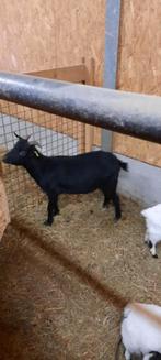 dwerggeitje, Dieren en Toebehoren, Vrouwelijk, Geit, 0 tot 2 jaar