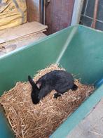 Vlinder ram, Dieren en Toebehoren, Konijnen, Mannelijk, Middelgroot, 0 tot 2 jaar