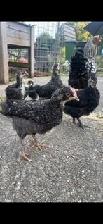 Olive egger fokhaan zeer tam, lief en knuffelbaar, Dieren en Toebehoren, Pluimvee, Mannelijk, Kip