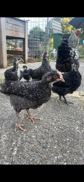 Olive egger fokhaan zeer tam, lief en knuffelbaar beschikbaar voor biedingen