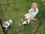 Jack Russel puppy's, Dieren en Toebehoren, België, Fokker | Hobbymatig, Jack Russell Terriër, Reu