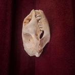 grijze zeehond schedel taxidermie, Verzamelen, Dierenverzamelingen, Ophalen of Verzenden, Zo goed als nieuw, Wild dier, Schedel