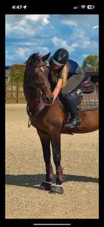 Halve stal gezocht voor mijn 10 jarige merrie, Animaux & Accessoires, 165 à 170 cm, Avec pedigree, L, Cheval de saut