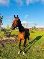Top predicaatrijke dragende merrie, Dieren en Toebehoren, Paarden, Merrie, Z, Gechipt, Dressuurpaard