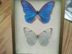 Morpho à vendre