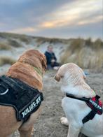 Huiselijke labrador pups met beide ouders aanwezig, Dieren en Toebehoren, Honden | Retrievers, Spaniëls en Waterhonden, België
