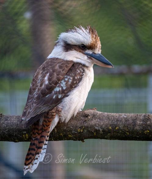 Jonge kookaburra's, Dieren en Toebehoren, Vogels | Overige Vogels