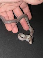 top-kweek-man piedsided pewter korenslang man, Slang, Tam, 0 tot 2 jaar