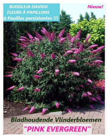 BLADHOUDENDE VLINDERSTRUIKEN, "PINK EVERGREEN" Nieuw! 5€/st. beschikbaar voor biedingen