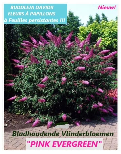 BLADHOUDENDE VLINDERSTRUIKEN, "PINK EVERGREEN" Nieuw! 5€/st., Tuin en Terras, Planten | Tuinplanten, Vaste plant, Overige soorten