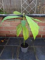 avocatier : jeune plant : 38 cm, En pot, Autres espèces, Enlèvement, Ombre partielle