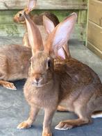 Belgische haas, Dieren en Toebehoren, Meerdere dieren, Middelgroot