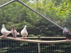 Texan duiven, Dieren en Toebehoren