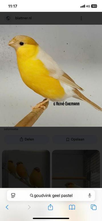 Gezocht bruin pastel goudvink beschikbaar voor biedingen