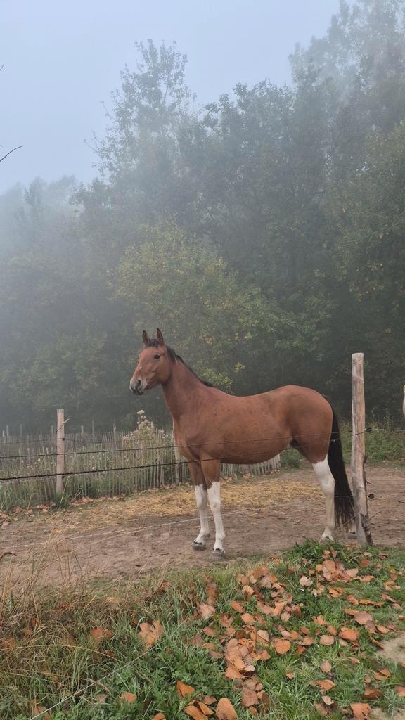 Pony ter lease, Dieren en Toebehoren, Stalling en Weidegang
