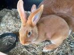 3 Jonge vaal van Bourgondië konijnen, Dieren en Toebehoren, Konijnen