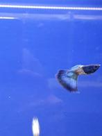Metal snake skin blue tail guppen, Dieren en Toebehoren, Vissen | Aquariumvissen