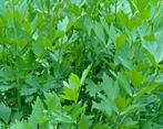 10 graines de livèche - maggi herbe, Jardin & Terrasse, Graine, Envoi