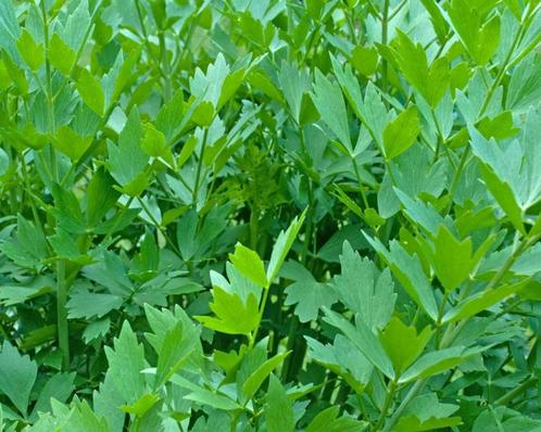 10 graines de livèche - maggi herbe, Jardin & Terrasse, Bulbes & Semences, Graine, Envoi