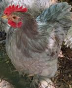 Cochin koppel, Dieren en Toebehoren