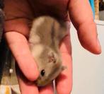 Tamme babyhamsters dwerg formaat, Dieren en Toebehoren, Hamster, Juli, Meerdere dieren, Tam