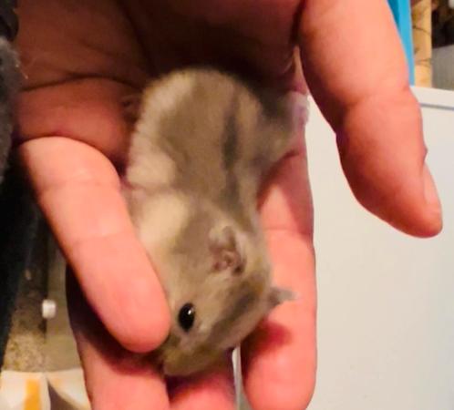 Tamme babyhamsters dwerg formaat, Dieren en Toebehoren, Knaagdieren, Meerdere dieren, Hamster, Juli, Tam