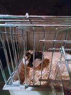 Chinese kwartels, Dieren en Toebehoren