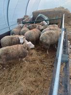 Drachtige ooilammeren 2025, Dieren en Toebehoren, Schapen, Geiten en Varkens