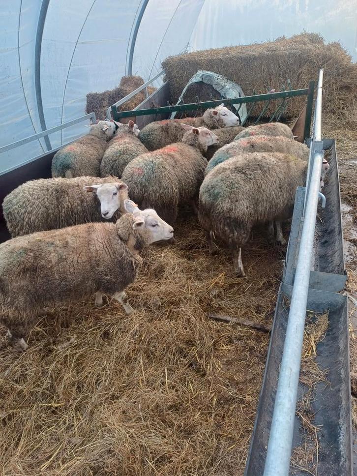 Drachtige ooilammeren 2025, Dieren en Toebehoren, Schapen, Geiten en Varkens