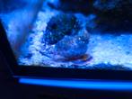2X Leopard snail, Animaux & Accessoires, Poissons | Poissons d'aquarium, Poisson de mer, Escargot ou Mollusque
