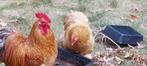Cochin Kriel, Dieren en Toebehoren, Pluimvee, Kip