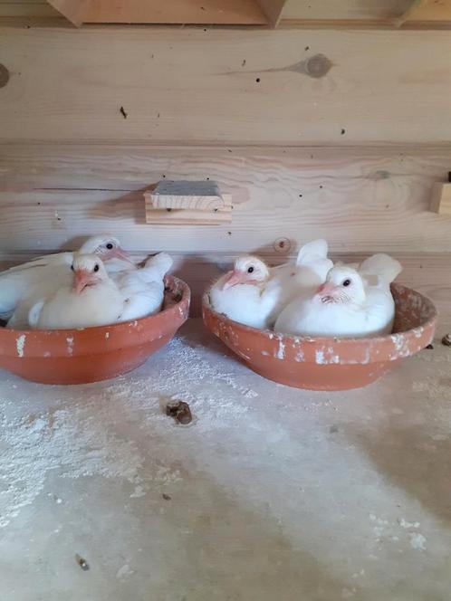 Witte reisduifjongen, Dieren en Toebehoren, Vogels | Duiven
