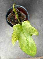 Philodendron Florida Ghost, Enlèvement ou Envoi