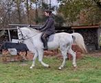 schimmel ruin zangersheide, Dieren en Toebehoren, Paarden, Springpaard, Gechipt, Ruin, Niet van toepassing