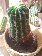 Cactus, Huis en Inrichting, Kamerplanten, Ophalen, Cactus