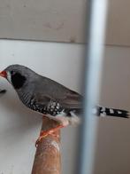 Zwartwang zebra vinken, Dieren en Toebehoren, Vogels | Overige Vogels