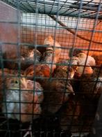 Japanse kwartels 3 weken oud