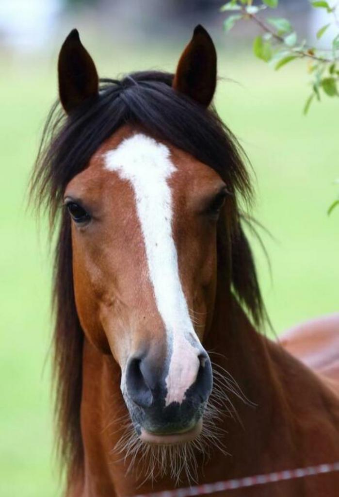Speelse ruin met veel liberty ervaring, Dieren en Toebehoren, Paarden, Ruin, Niet van toepassing, Minder dan 160 cm, 11 jaar of ouder