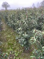Prunus Lusitanica, Tuin en Terras, Ophalen