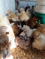 OUVERT AUJOURD'HUI JUSQU'À 20H Action 4+1 gratuite sur sier/, Femelle, Poule ou poulet
