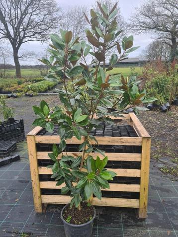 Magnolia Grandiflora - exclusieve groenblijvende magnolia beschikbaar voor biedingen