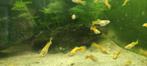 Special gold guppy te koop, Dieren en Toebehoren