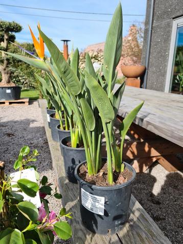 Strelitzia Reginae 