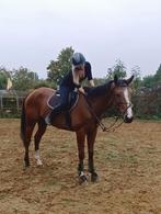 Zeer braaf recreatie paard, Ruin