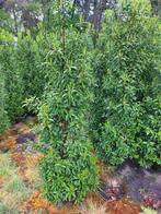 Portugese laurier 200/+, Tuin en Terras, Planten | Struiken en Hagen, Ophalen, Laurier, Haag, 100 tot 250 cm
