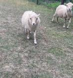 Mooi wit Ouessant ooitje met afstammingsbewijs, Dieren en Toebehoren, Vrouwelijk, Schaap, 0 tot 2 jaar