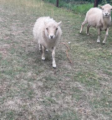 Mooi wit Ouessant ooitje met afstammingsbewijs beschikbaar voor biedingen